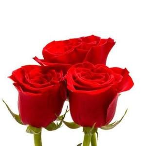 Meet your Posher, Rosalinda